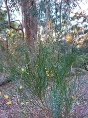 Acacia aphylla