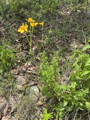 Verbesina parviflora