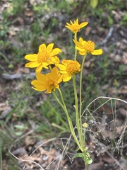 Verbesina parviflora