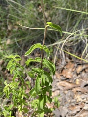 Verbesina parviflora