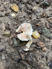 Agaricus floridanus