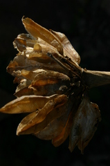 Pancratium foetidum foetidum