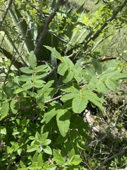 Bursera cuneata