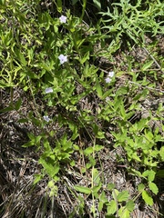 Priva grandiflora