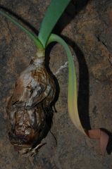 Pancratium foetidum foetidum