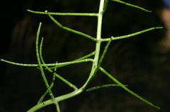 Sisymbrium erysimoides