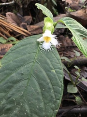 Drymonia brochidodroma