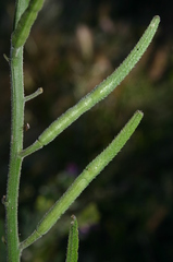 Sinapis flexuosa