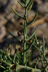 Asparagus horridus