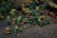 Ephedra altissima