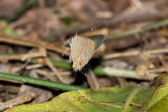 Electrostrymon endymion