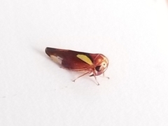 Balcanocerus provancheri