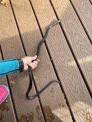 Coluber constrictor helvigularis