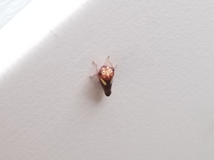 Balcanocerus provancheri