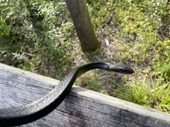 Coluber constrictor helvigularis