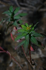 Euphorbia squamigera