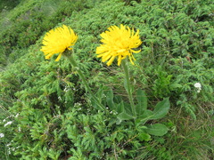 Hypochaeris uniflora