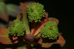 Euphorbia squamigera