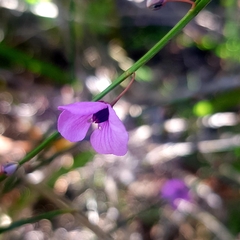 Tetratheca juncea