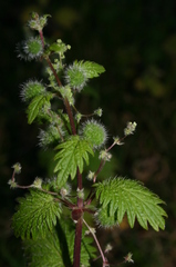 Urtica pilulifera