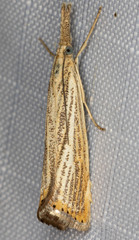 Agriphila plumbifimbriellus