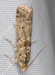 Ancylosis undulatella