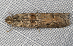 Ancylosis undulatella