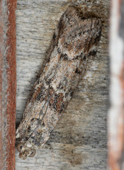 Ancylosis undulatella