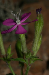 Silene pseudoatocion image