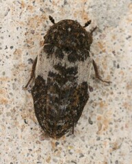 Dermestes marmoratus