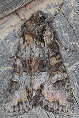 Apamea occidens