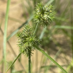 Fuirena squarrosa