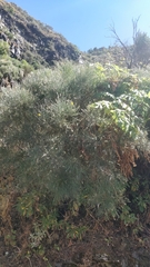 Genista tenera