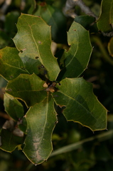 Quercus coccifera coccifera