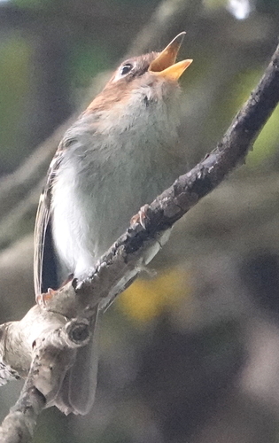 Sunda Warbler (Phylloscopus grammiceps), photo 8