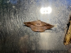 Sarcinodes yaeyamana