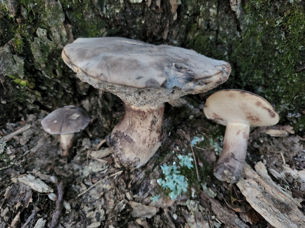 Black Velvet Bolete From Washington Township, In, Usa On August 08 