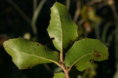 Quercus coccifera coccifera