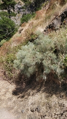 Genista tenera