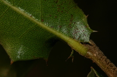 Quercus coccifera coccifera