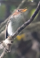 Phylloscopus grammiceps grammiceps