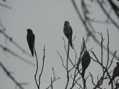 Psittacara holochlorus