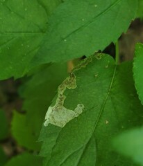 Liriomyza limopsis
