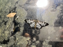 Percnia longitermen