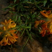 Genista cephalantha cephalantha - Photo (c) Errol Véla, μερικά δικαιώματα διατηρούνται (CC BY-NC), uploaded by Errol Véla