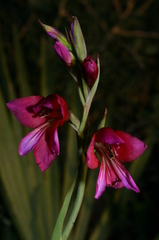 Gladiolus dubius