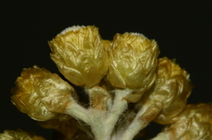 Helichrysum pendulum fontanesii