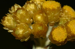 Helichrysum pendulum fontanesii