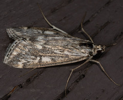 Loxostege indentalis