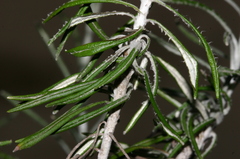 Helichrysum pendulum fontanesii